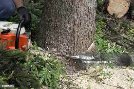 Best Lawn Pest Prevention  in Quincy, MA