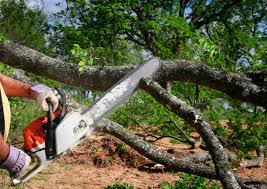 Best Firewood Processing and Delivery  in Quincy, MA