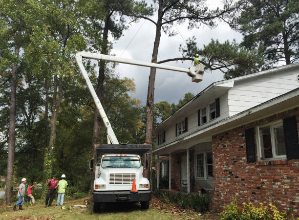 Best Tree and Shrub Care  in Quincy, MA