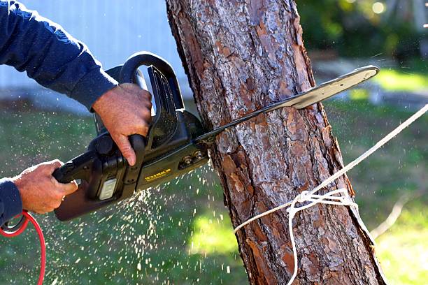 Quincy, MA Tree Care Pros