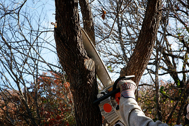 Best Grass Overseeding  in Quincy, MA